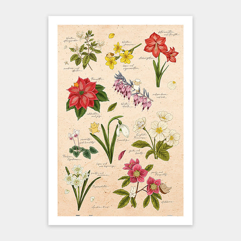 Pintoo H3896 Winter Flowers - 600 Piece Jigsaw Puzzle by Mandie